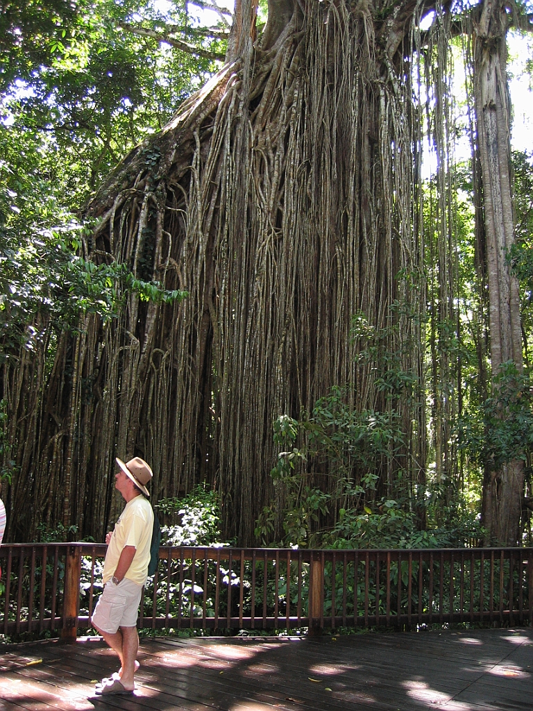 146 Curtain Fig Tree.jpg
